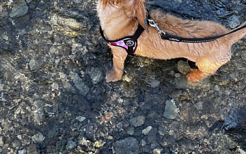 愛犬と川遊び attrait藤沢 (ゆうか)