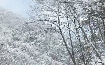 好きな季節 大柳直子