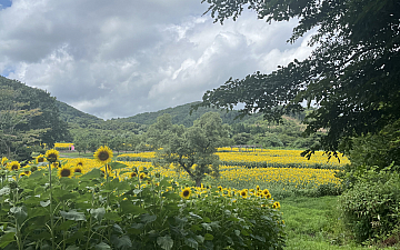 ひまわり アトレ藤沢 大柳直子